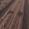 Biodegradable paper mulch film enriched with fertilizer for organic farming