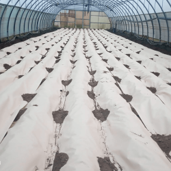 Biodegradable paper mulch film enriched with fertilizer for organic farming