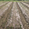 Biodegradable paper mulch film enriched with fertilizer for organic farming