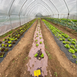 Biodegradable paper mulch film enriched with fertilizer for organic farming
