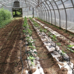 Biodegradable paper mulch film enriched with fertilizer for organic farming