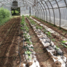 Biodegradable paper mulch film enriched with fertilizer for organic farming